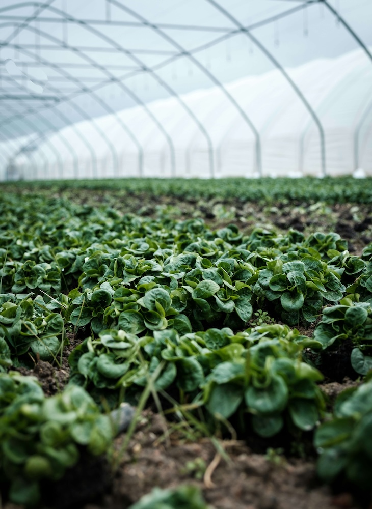 Agricultural operation with crops