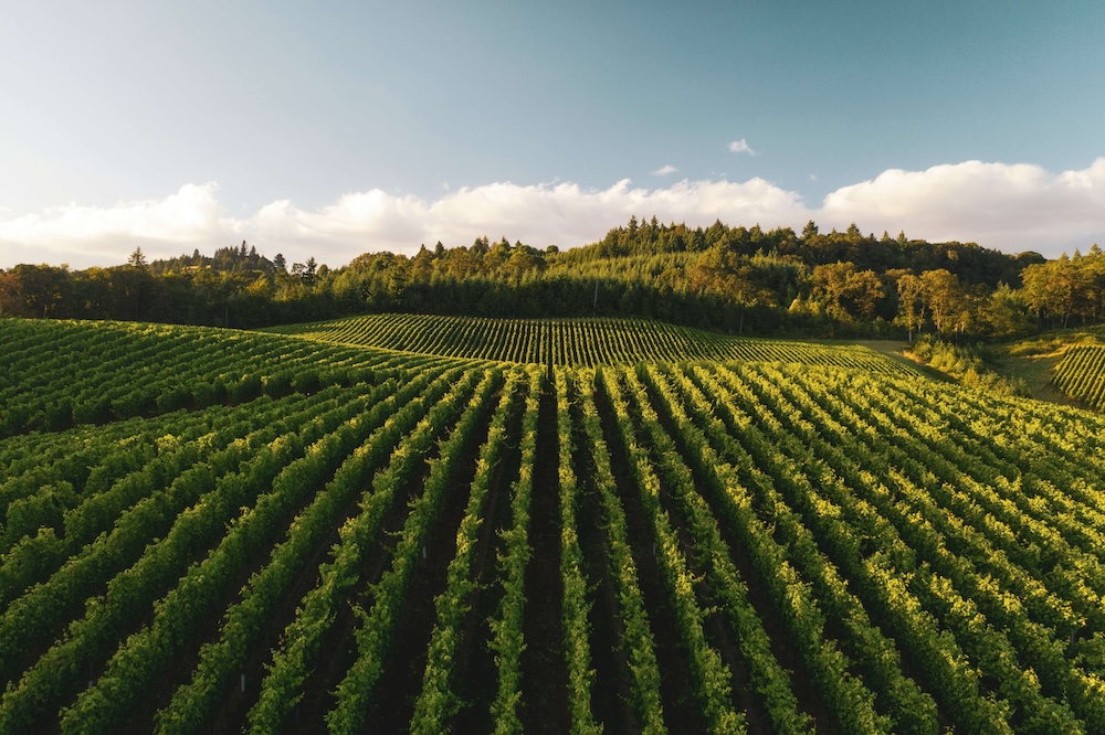 Vineyard with irrigation systems